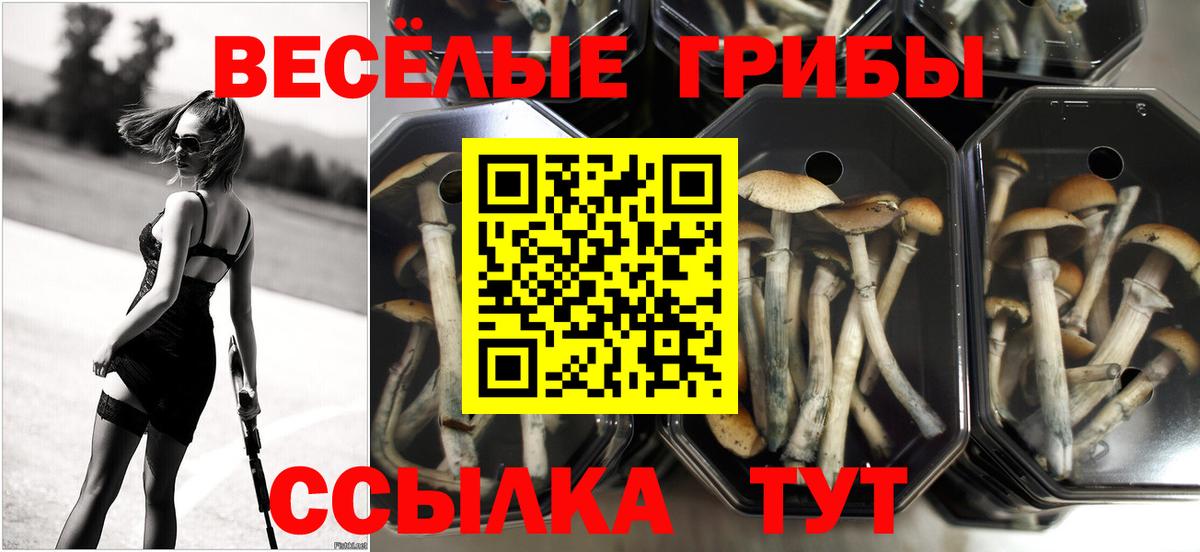 Псилоцибиновые грибы ЛСД Сальск